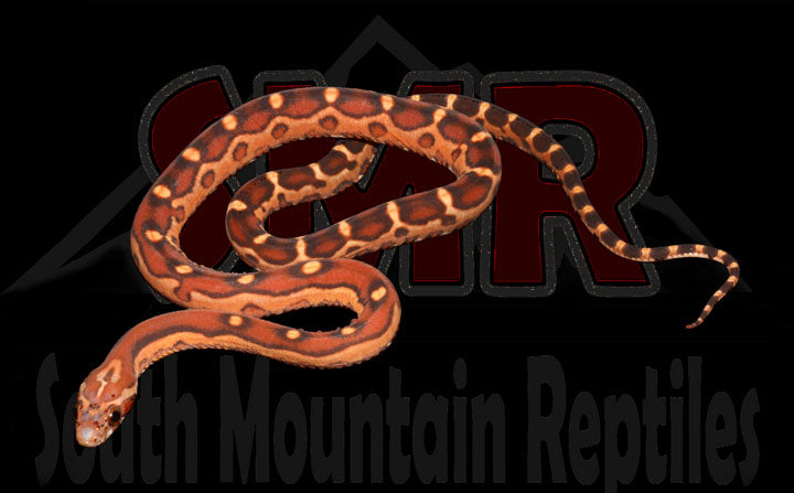 Scaleless Okeetee 14" Male for sale by South Mountain Reptiles