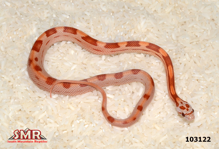 Striped Hypo Corn Snake 23" Male for sale by South Mountain Reptiles