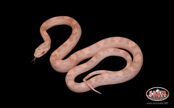 14" Male Salmon Snow Motley for sale by South Mountain Reptiles
