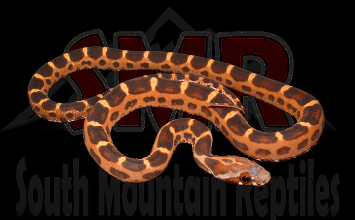 Scaleless 12" Male for sale by South Mountain Reptiles