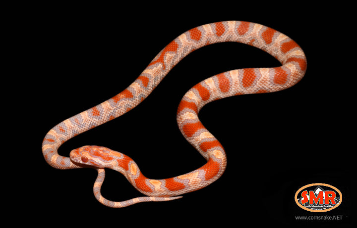 13" Female Banded Amel Buckskin Okeetee for sale by South Mountain Reptiles