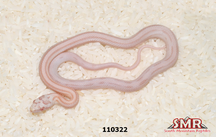 Striped Coral Snow 12" Male for sale by South Mountain Reptiles