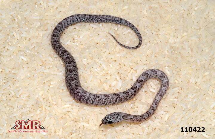 Shatter Corn Snake 11" Male for sale by South Mountain Reptiles