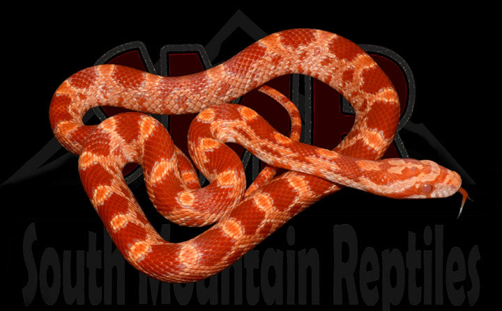 Amel Red Factor 15" Female for sale by South Mountain Reptiles