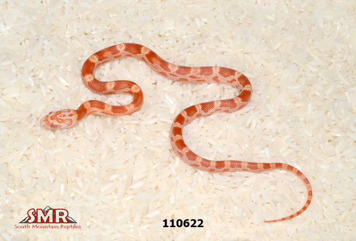 Sunkissed Amel Motley Corn Snake 11" Female for sale by South Mountain Reptiles