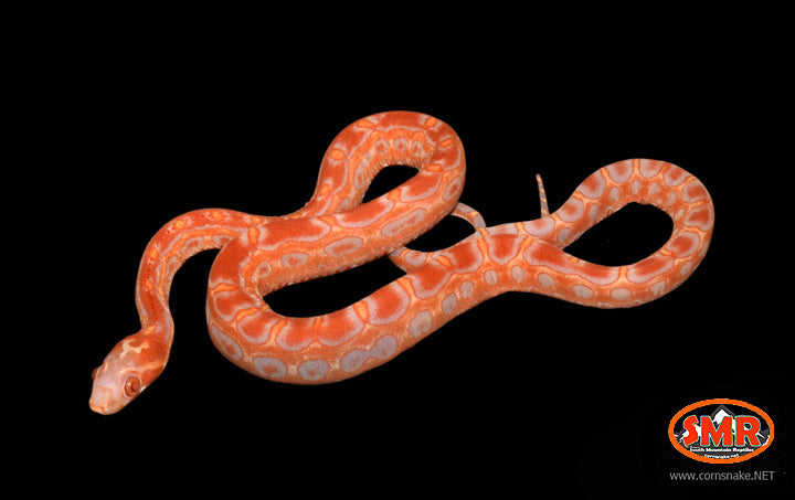 14" Female Scaleless Reverse Okeetee for sale by South Mountain Reptiles