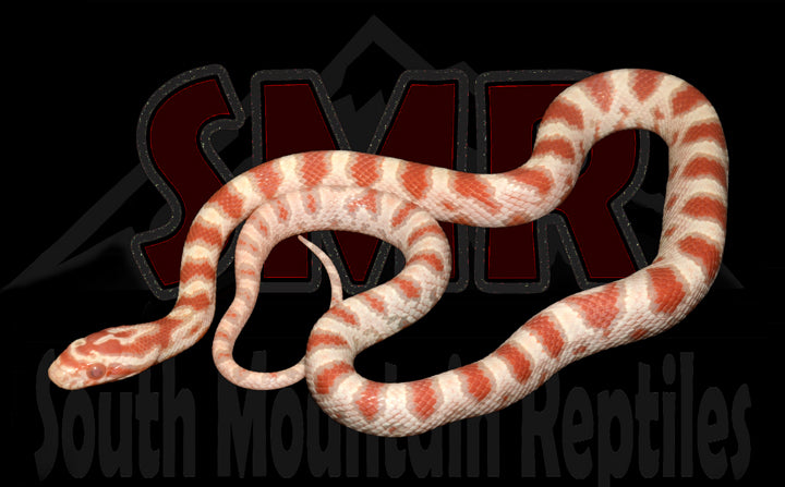High-white Reverse Okeetee 15" Male for sale by South Mountain Reptiles