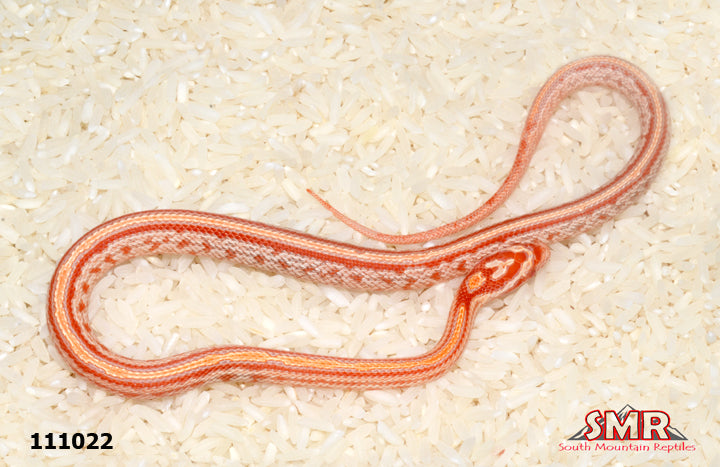 Amel Tessera Corn Snake 12" Male for sale by South Mountain Reptiles