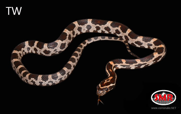 12" Male Extreme Okeetee for sale by South Mountain Reptiles