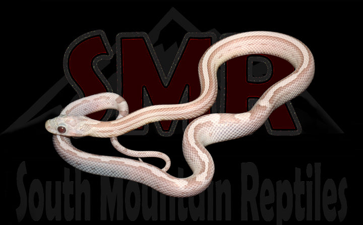 Ice Motley 13" Male for sale by South Mountain Reptiles