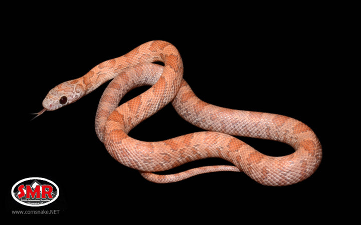 12" Male Orchid for sale by South Mountain Reptiles