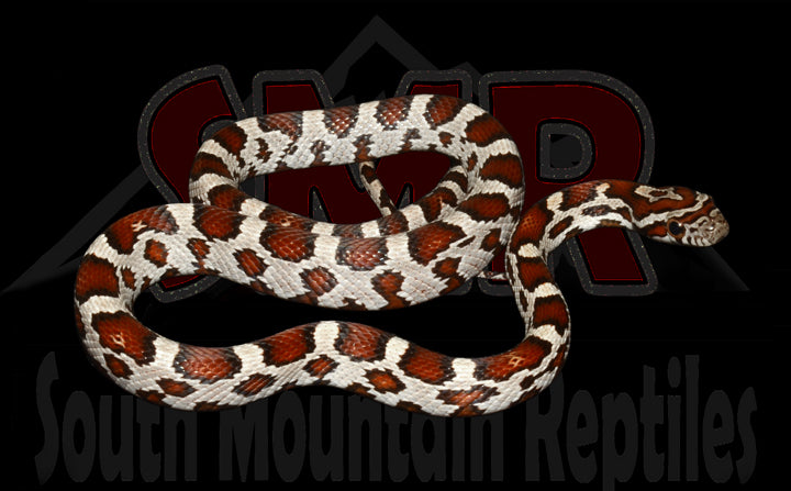 Miami Okeetee 14" Male for sale by South Mountain Reptiles