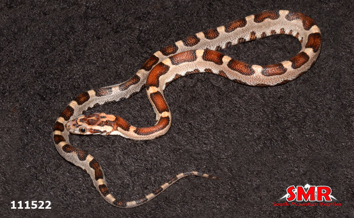 Microscale Corn Snake 13" Female for sale by South Mountain Reptiles