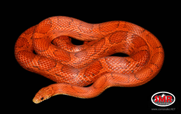 44" Adult Male Sunkissed Red Coat for sale by South Mountain Reptiles