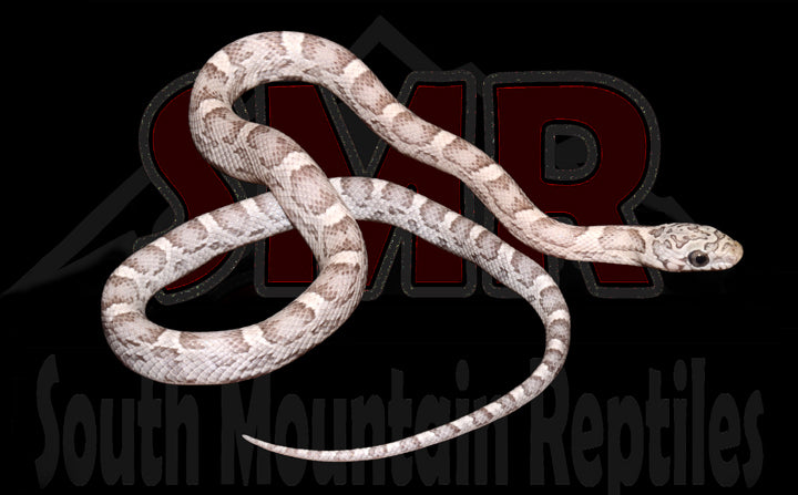 Sunkissed Anery 14" Male for sale by South Mountain Reptiles