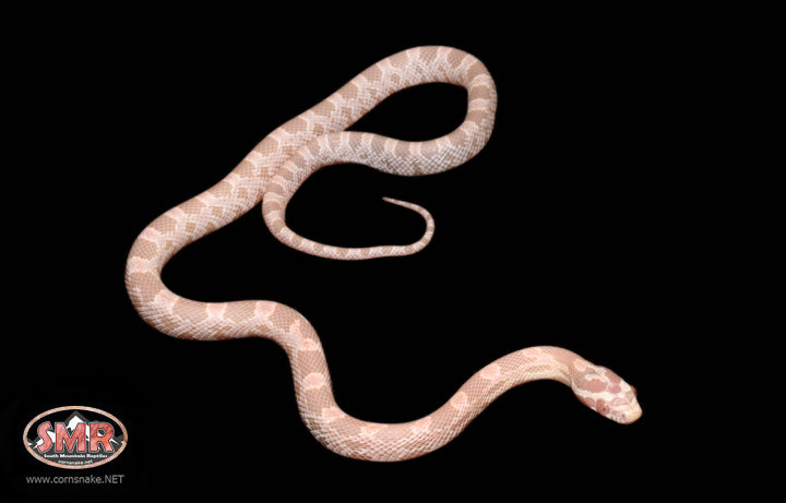 12" Female Coral Snow for sale by South Mountain Reptiles