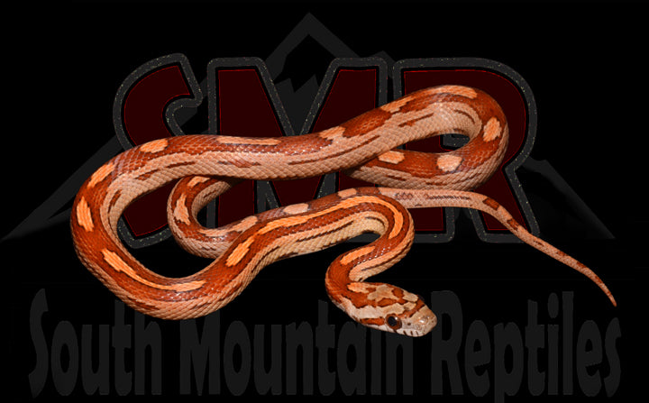 Motley 14" Male for sale by South Mountain Reptiles
