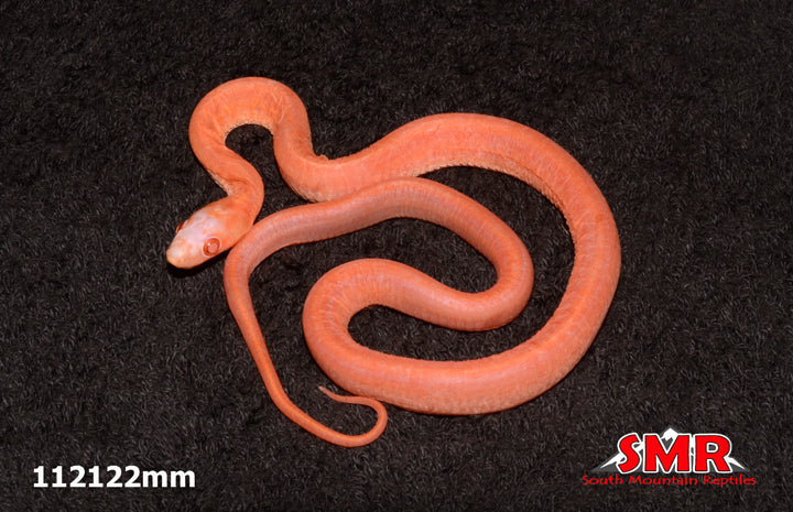 Scaleless Striped Amel Corn Snake 17" Female for sale by South Mountain Reptiles