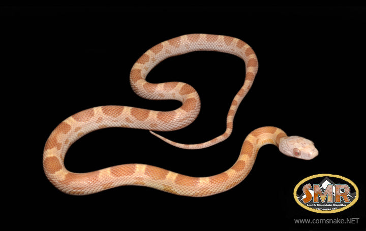 13" Male Saffron Motley for sale by South Mountain Reptiles