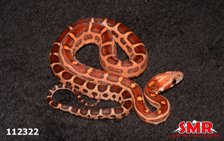 MicroscaleLESS Corn Snake 24" Female for sale by South Mountain Reptiles