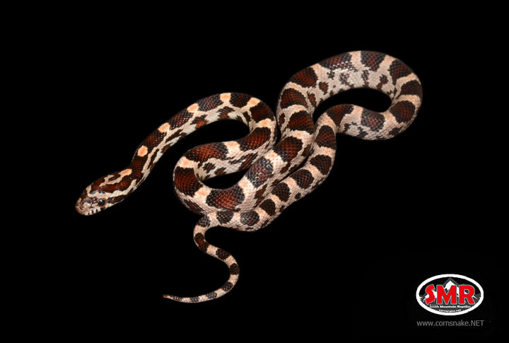 13" Female Buckskin Okeetee for sale by South Mountain Reptiles