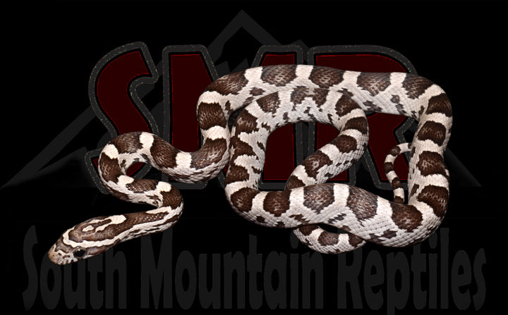 Anery, Het Palmetto 15" Female for sale by South Mountain Reptiles