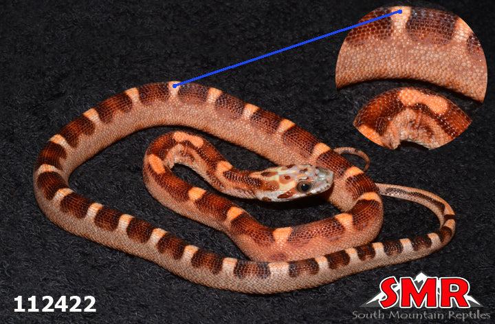 Microscale Corn Snake 13" Male for sale by South Mountain Reptiles