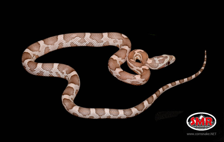 Coral Ghost Corn Snake 13" Male for sale by South Mountain Reptiles