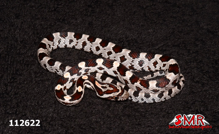 Miami Okeetee 12" Male for sale by South Mountain Reptiles