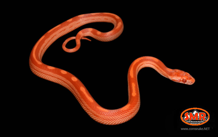 14" Female Sunglow Motley for sale by South Mountain Reptiles