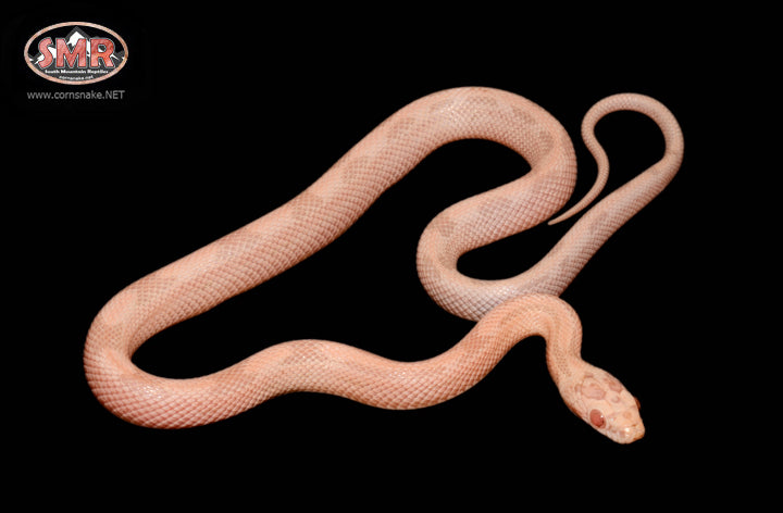 13" Male Striped Salmon Snow for sale by South Mountain Reptiles