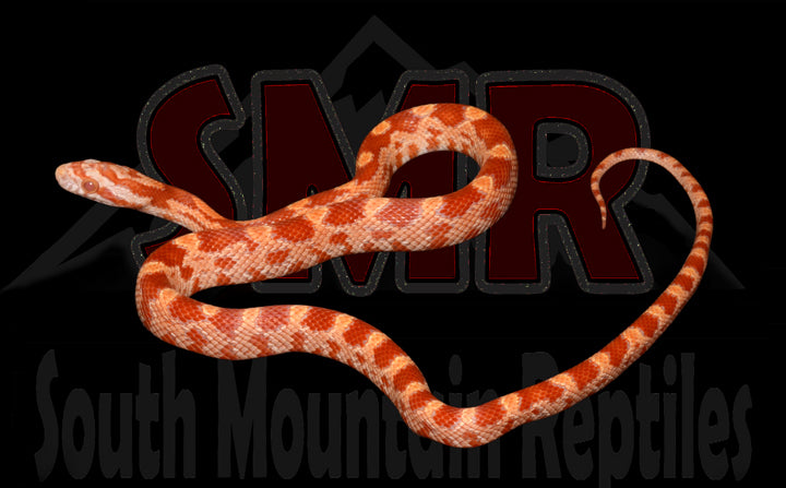 Amel 15" Male for sale by South Mountain Reptiles