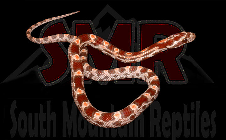 Ultramel 15" Male for sale by South Mountain Reptiles