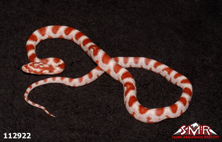 High-white Reverse Okeetee 15" Female for sale by South Mountain Reptiles