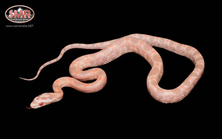 16" Male Coral Snow for sale by South Mountain Reptiles