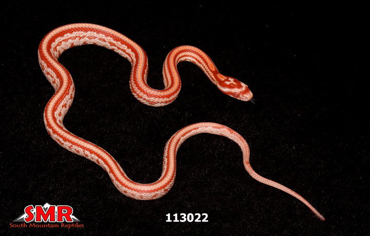Amel Tessera Corn Snake 13" Female for sale by South Mountain Reptiles