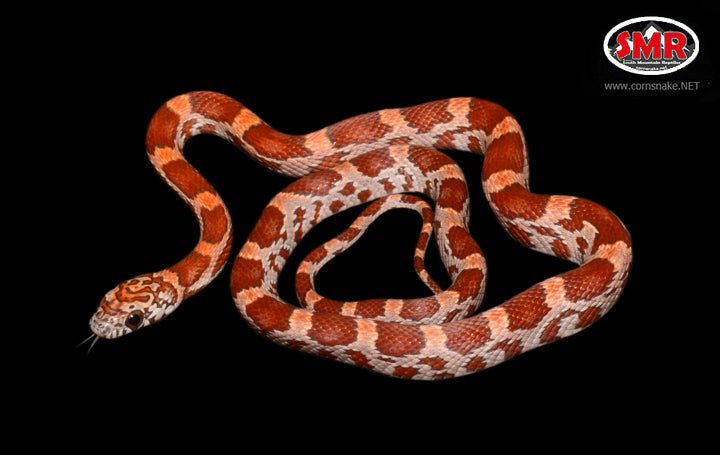 14" Female Dilute Sunkissed for sale by South Mountain Reptiles