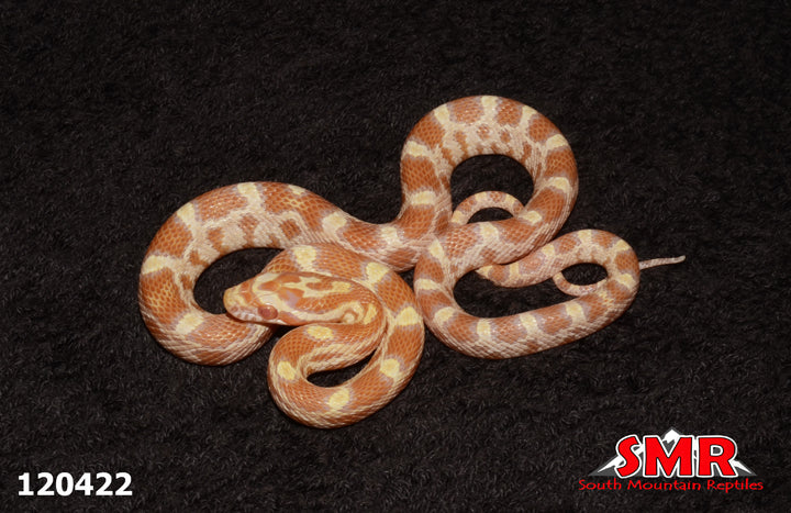 Butter Okeetee Corn Snake 14" Female for sale by South Mountain Reptiles