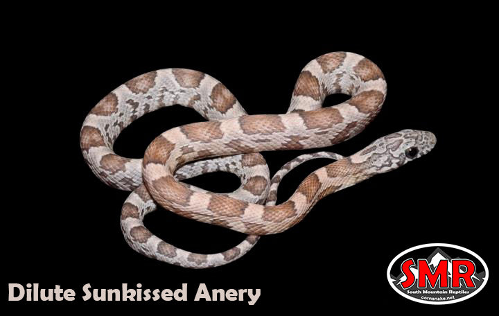 Dilute Sunkissed Anery 18" Male Corn Snake for sale by South Mountain Reptiles