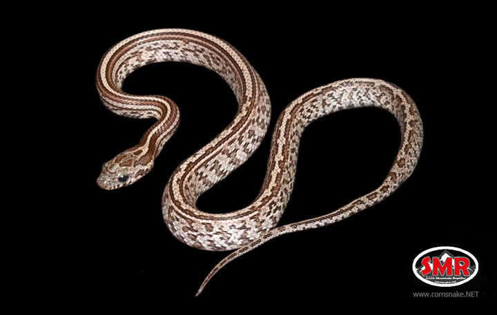 13" Male Cinder Tessera for sale by South Mountain Reptiles