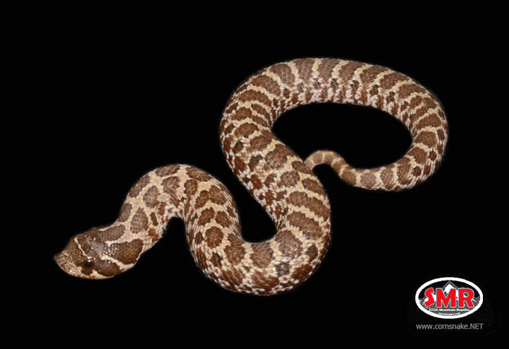 6" Female Western Hognose for sale by South Mountain Reptiles