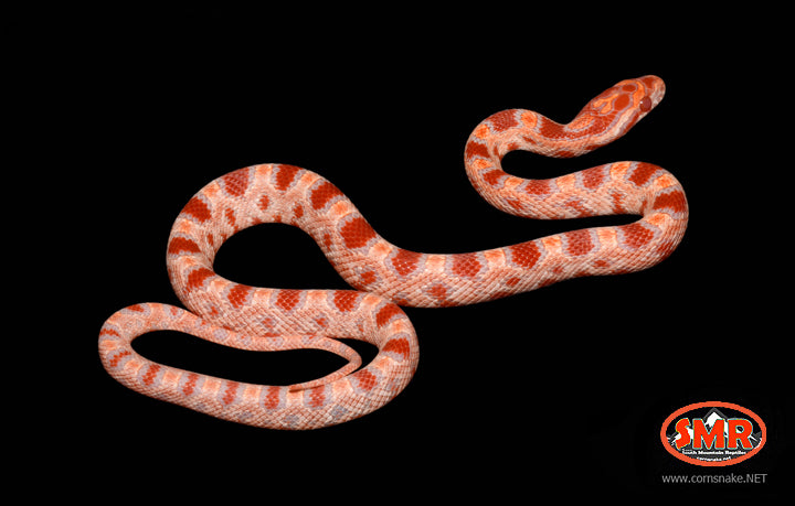 13" Female Reverse Okeetee for sale by South Mountain Reptiles