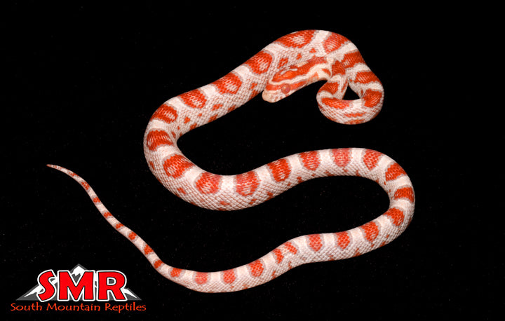 High-white Reverse Okeetee Corn Snake 17" Female for sale by South Mountain Reptiles