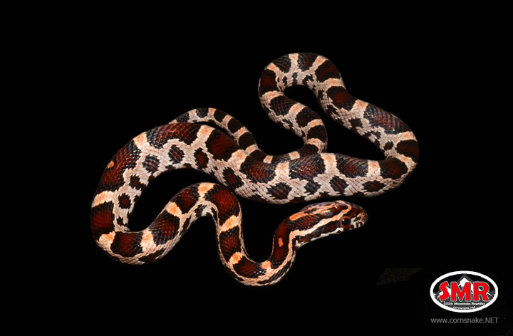 12" Male Extreme Okeetee for sale by South Mountain Reptiles