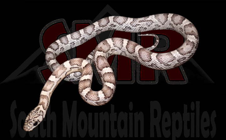 Sunkissed Anery 17" Female for sale by South Mountain Reptiles