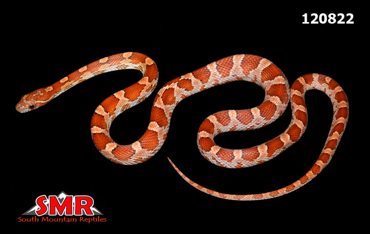 Key Corn snake 21" Female for sale by South Mountain Reptiles