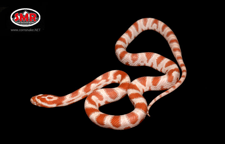15" Female High-white Reverse Okeetee for sale by South Mountain Reptiles