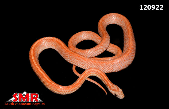 Terrazzo Corn Snake 23" Female for sale by South Mountain Reptiles