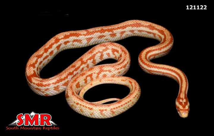 Amel Tessera Corn Snake 26" Female for sale by South Mountain Reptiles