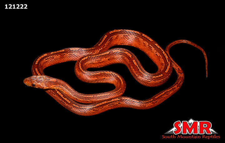 Bloodred Motley Corn Snake 22" Female for sale by South Mountain Reptiles